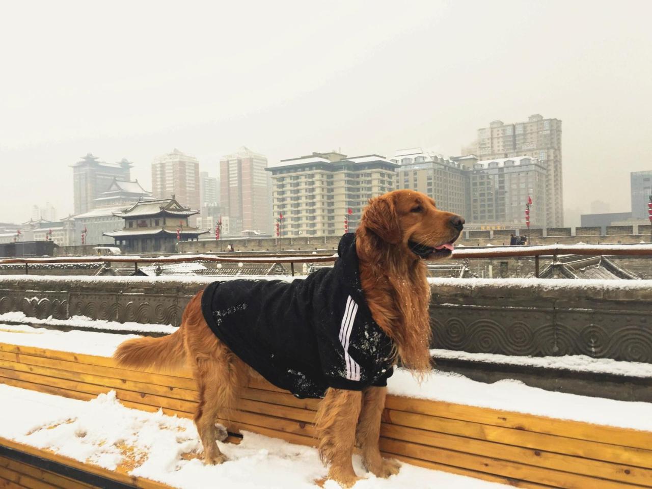 Jano'S Backpackers Xi'An Hostel Tây An Ngoại thất bức ảnh